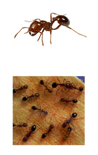 Pest Control, ants, ant Pest Control
