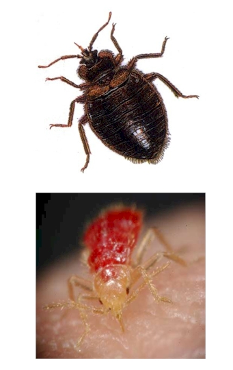 Pest Control, bedbugs, bedbug Pest Control