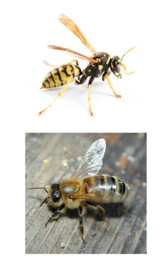 Pest Control, bee, wasp, hornet, bee wasp hornet Pest Control